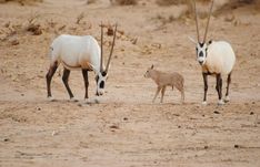 an adult antelope and two baby goats walking in the desert together, with one looking at the camera