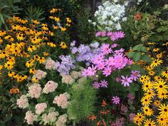 many different types of flowers in a garden