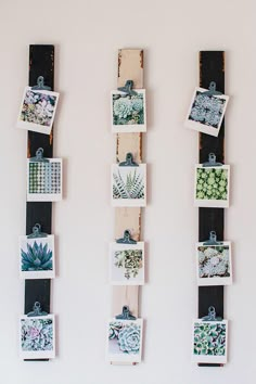 several pictures hanging on the wall with succulents