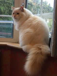 a fluffy white cat sitting on top of a window sill