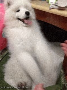 a white fluffy dog sitting on top of a green chair next to a table with a person's hand