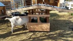 two goats are eating out of their coop