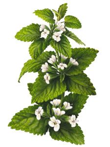 white flowers and green leaves against a white background