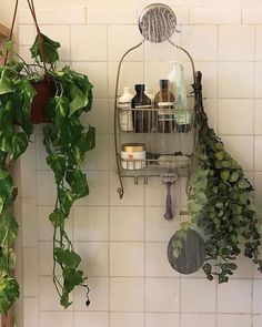 some plants hanging from hooks in a bathroom