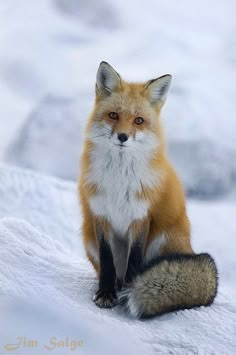 a red fox sitting on top of snow covered ground