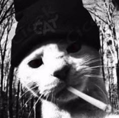 для пар и друзей котики Punk Cats, Cat Profile, Cat Aesthetic, Cute Little Animals