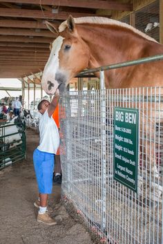 a woman petting a horse through a fence at a stable with other people in the background