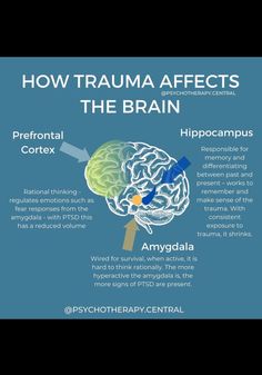 the brain and its functions are shown in this diagram, which shows how it works