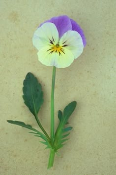 a single purple and white flower with green leaves