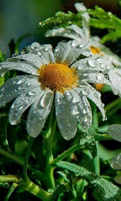 water droplets on the petals of a daisy