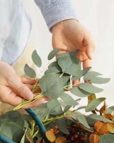 two hands are holding green leaves over the top of a potted plant with other plants in it