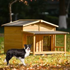 a black and white dog standing in front of a small wooden dog house on the grass