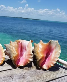 three seashells sitting on a wooden dock near the ocean