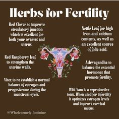 Herbs For Womb Healing, Herbs For Wellness, Herbs For Lubrication, Herbs To Boost Fertility, Herbs For Feminine Health, Vitex For Fertility, Herbs For Ovaries, Herbs To Help Get Pregnant, Herbs For Fertility Witchcraft