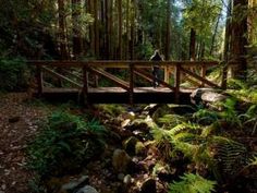 a person walking across a wooden bridge in the middle of a forest with lots of trees