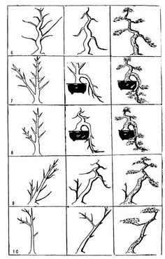 several different types of trees in various stages of growth, from the beginning to the end of