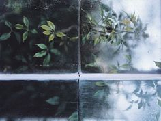 leaves are seen through the frosted glass window