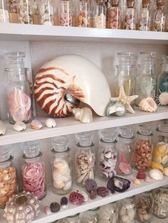 shells and seashells are displayed on shelves in glass jars, along with other items