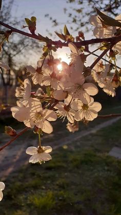 the sun is setting behind some white flowers