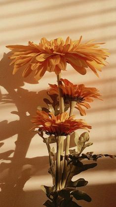 three yellow flowers are in a vase on a table next to the shadow of a wall