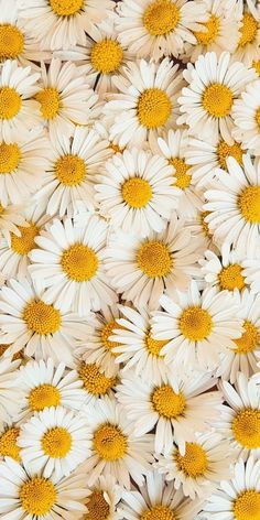 many white and yellow daisies are arranged together