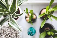 several potted plants sitting next to each other