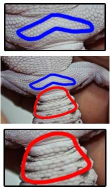 three different images of shoes with blue and red lines on them, one showing the shoelace