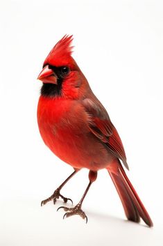 a red and black bird standing on its hind legs against a white background with one eye open