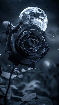 a black rose with the moon in the background