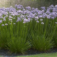 purple flowers are growing in the grass near some bushes