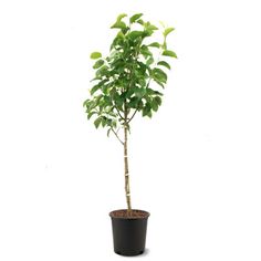 a small tree in a black pot on a white background