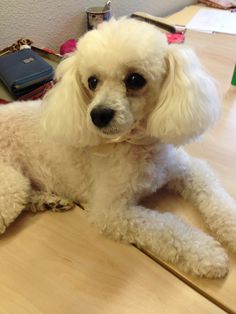 a white poodle sitting on top of a wooden table