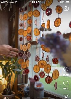 a window with orange slices hanging from it's side and a plant in front of it