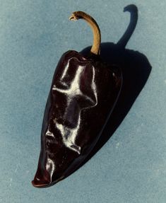 a brown chili pepper on a blue surface