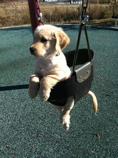 a small dog is sitting in a swing