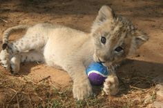 a young lion cub playing with a toy