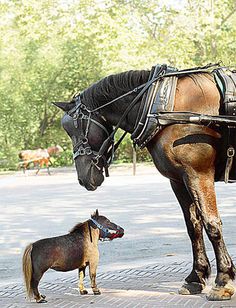 a brown horse standing next to a black dog