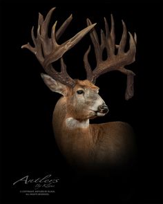 a deer with antlers on it's head is shown in front of a black background