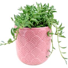 a pink potted plant with green leaves