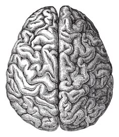 the left and right sides of a brain are shown in this black and white drawing