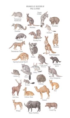 an animal poster with different types of animals