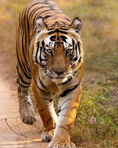 a large tiger walking down a dirt road