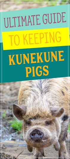 the ultimate guide to keeping kunneknue pigs