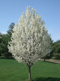 Cleveland Pear Tree Cleveland Pear Tree, Ornamental Pear Tree, Bradford Pear Tree, Flowering Pear Tree, Spring Flowering Trees, Dogwood Tree, Organic Mulch, Pear Trees