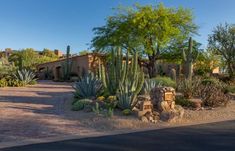 a cactus garden in front of a house with many cacti and trees around it