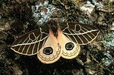 a large brown and white butterfly sitting on top of a rock covered in lichen