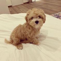 a small brown dog sitting on top of a bed