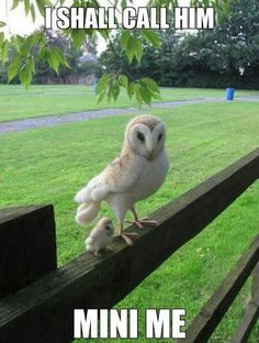 an owl sitting on top of a wooden fence next to a green grass covered field