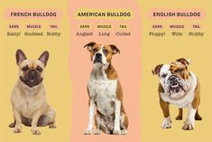 three different dogs are shown in the same language as english bulldog, american bulldog, and english bulldog