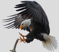 an eagle spreads its wings while perched on a branch